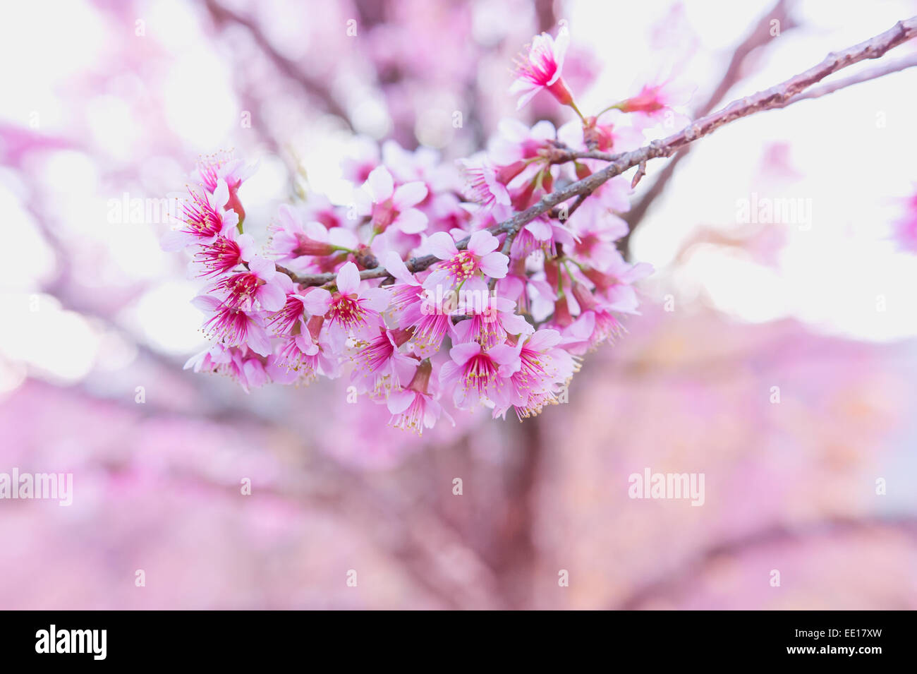 Himalayan cherry (Prunus en fleurs) cerasoides à pang khon mountain Chiang Rai, Thaïlande Banque D'Images