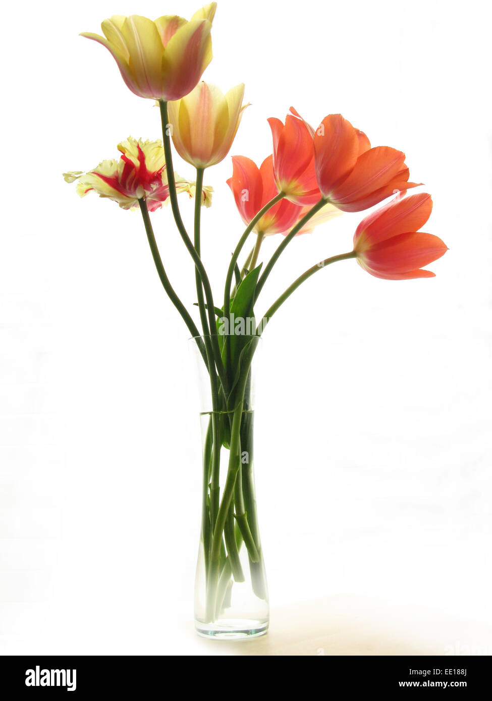 Grandes tulipes dans un vase en verre sur fond blanc Banque D'Images