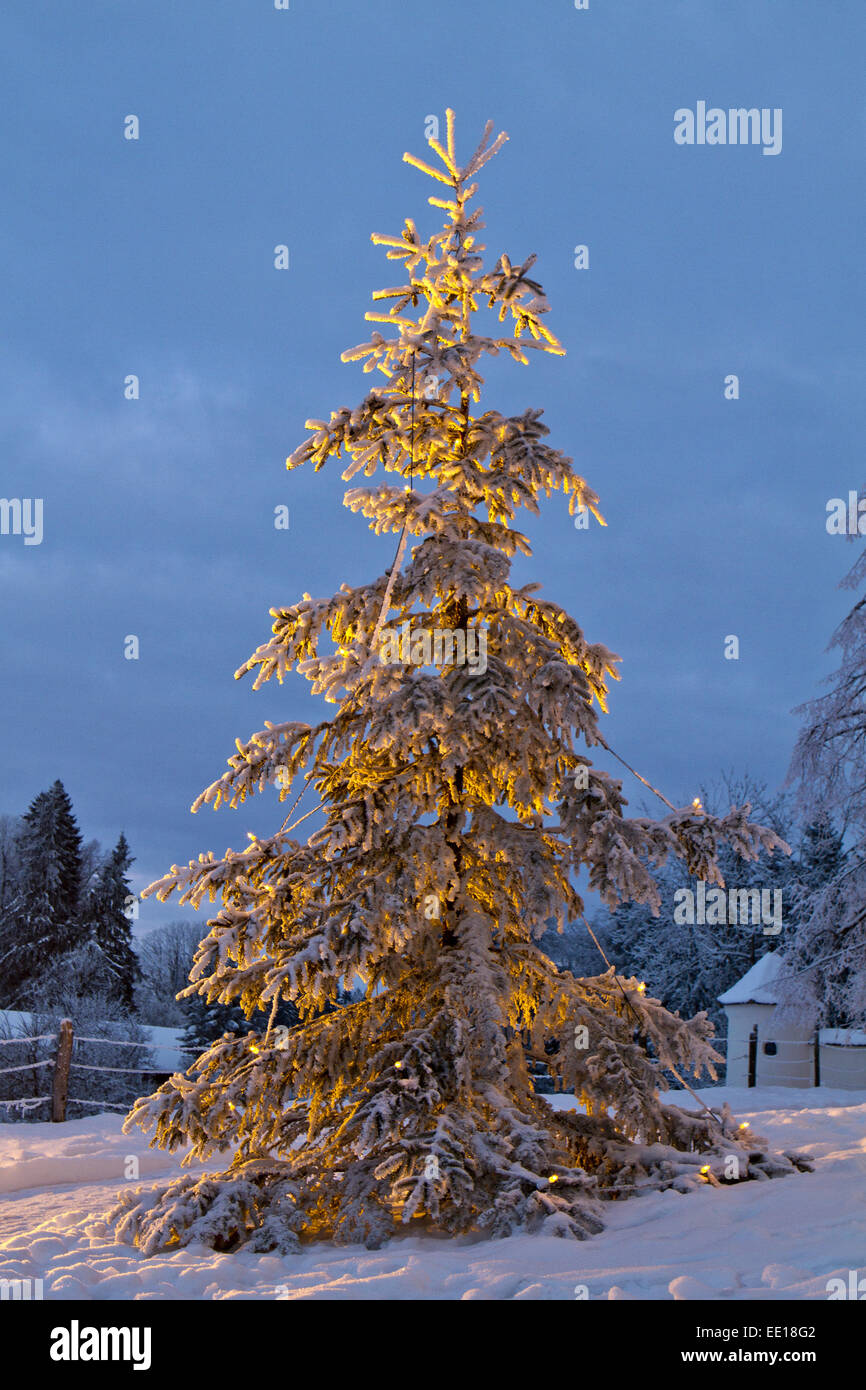 Weihnachtsbaum Beleuchteter im Freien, Hiver Banque D'Images