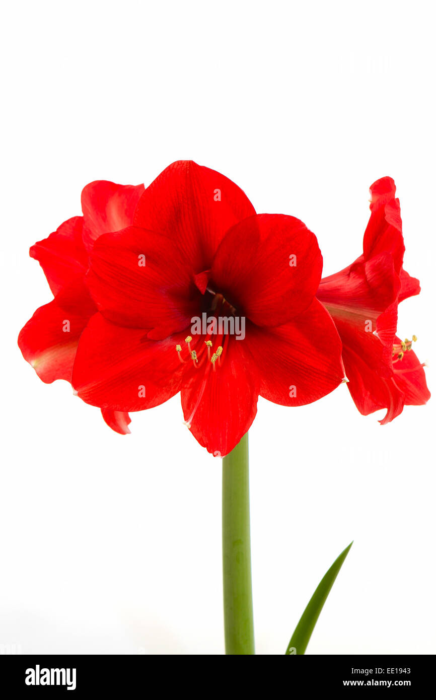 Rote Amaryllis, Ritterstern (Hippeastrum) Banque D'Images