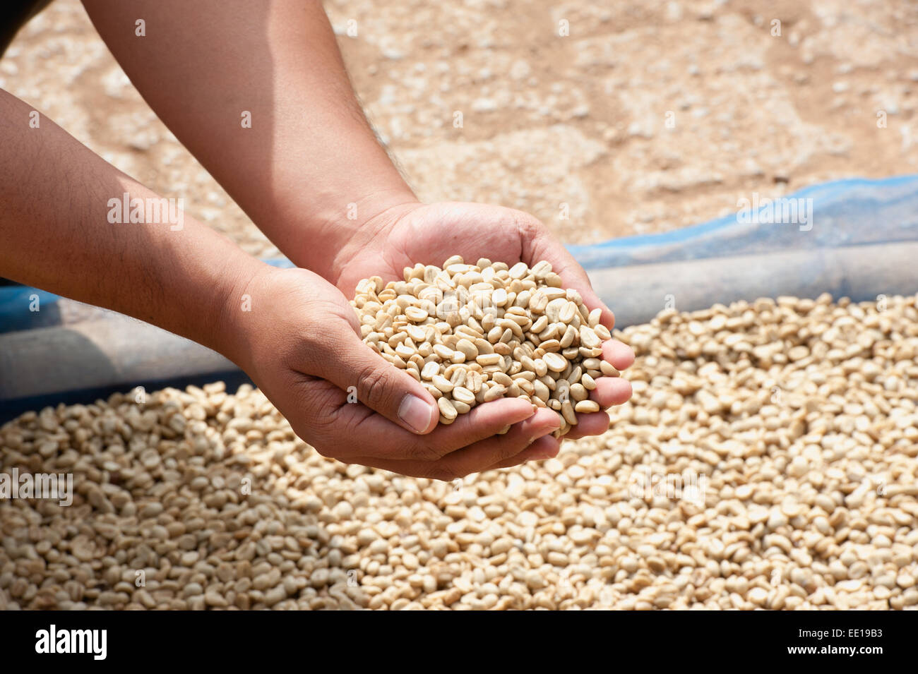Les grains de café dans la main des agriculteurs à plantation sur mountrain Hi Pha, Chiangrai Thaïlande Banque D'Images Les grains de café dans la main des agriculteurs à plantation sur mountrain Hi Pha, Chiangrai Thaïlande Banque D'Images