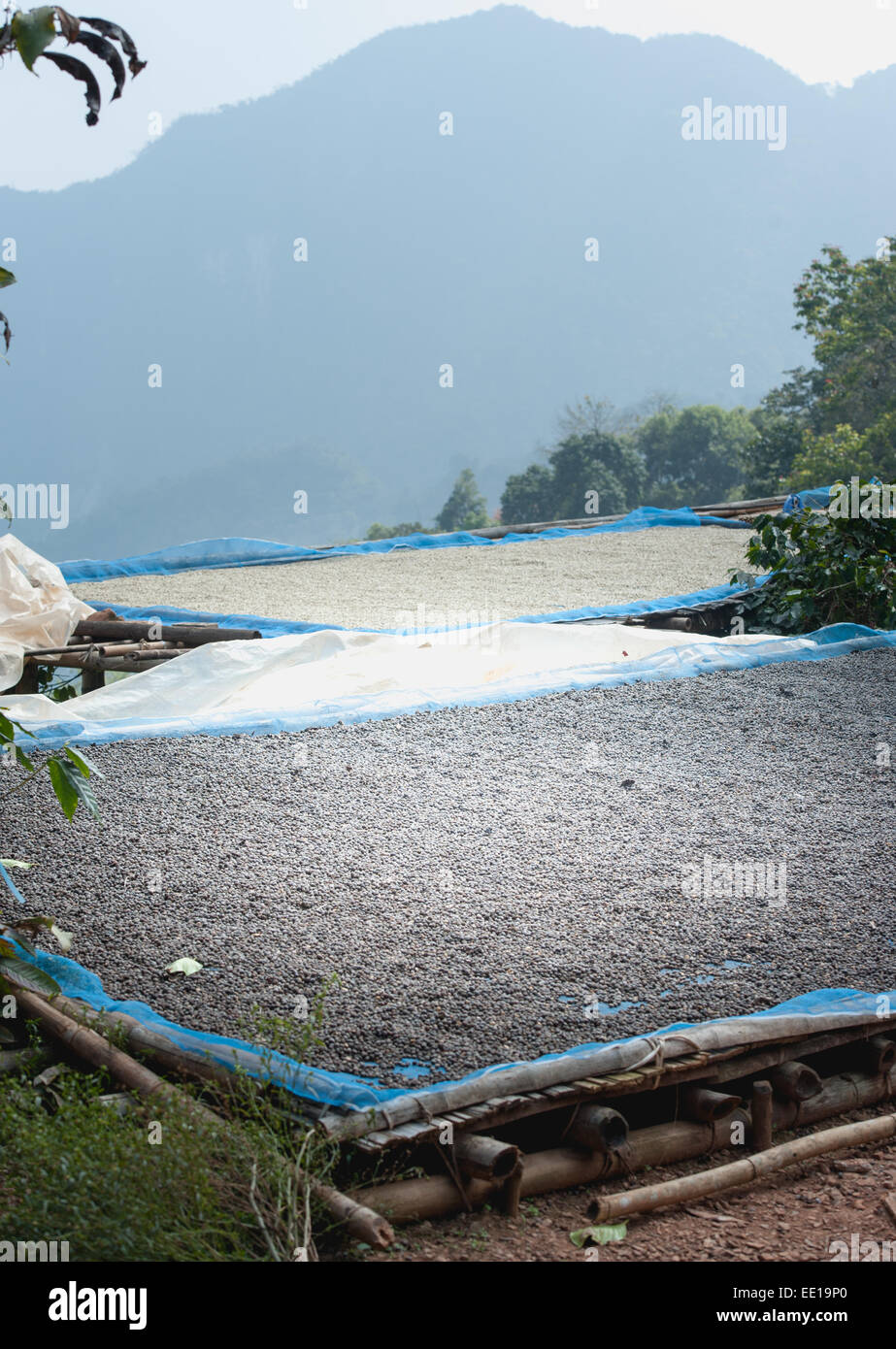 Les grains de café de séchage à plantation sur mountrain Hi Pha, Chiangrai Thaïlande Banque D'Images Les grains de café de séchage à plantation sur mountrain Hi Pha, Chiangrai Thaïlande Banque D'Images