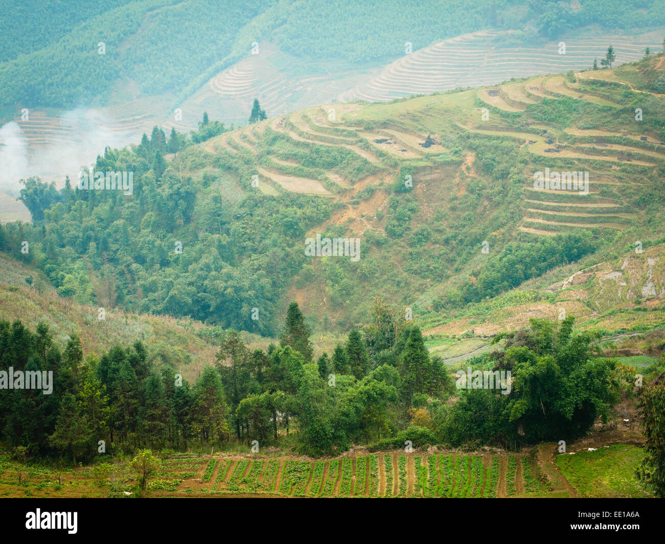 Vue des champs et des rizières en terrasse juste à l'extérieur de Sapa, Vietnam. Banque D'Images