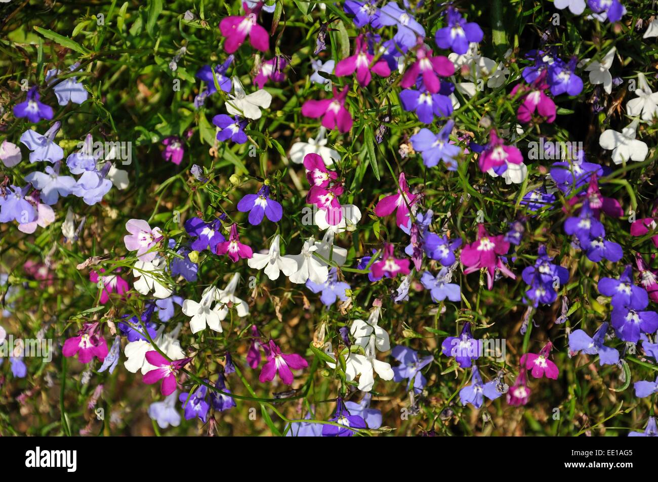 Technique mixte blanc, rose et bleu fleurs lobelia Photo Stock - Alamy