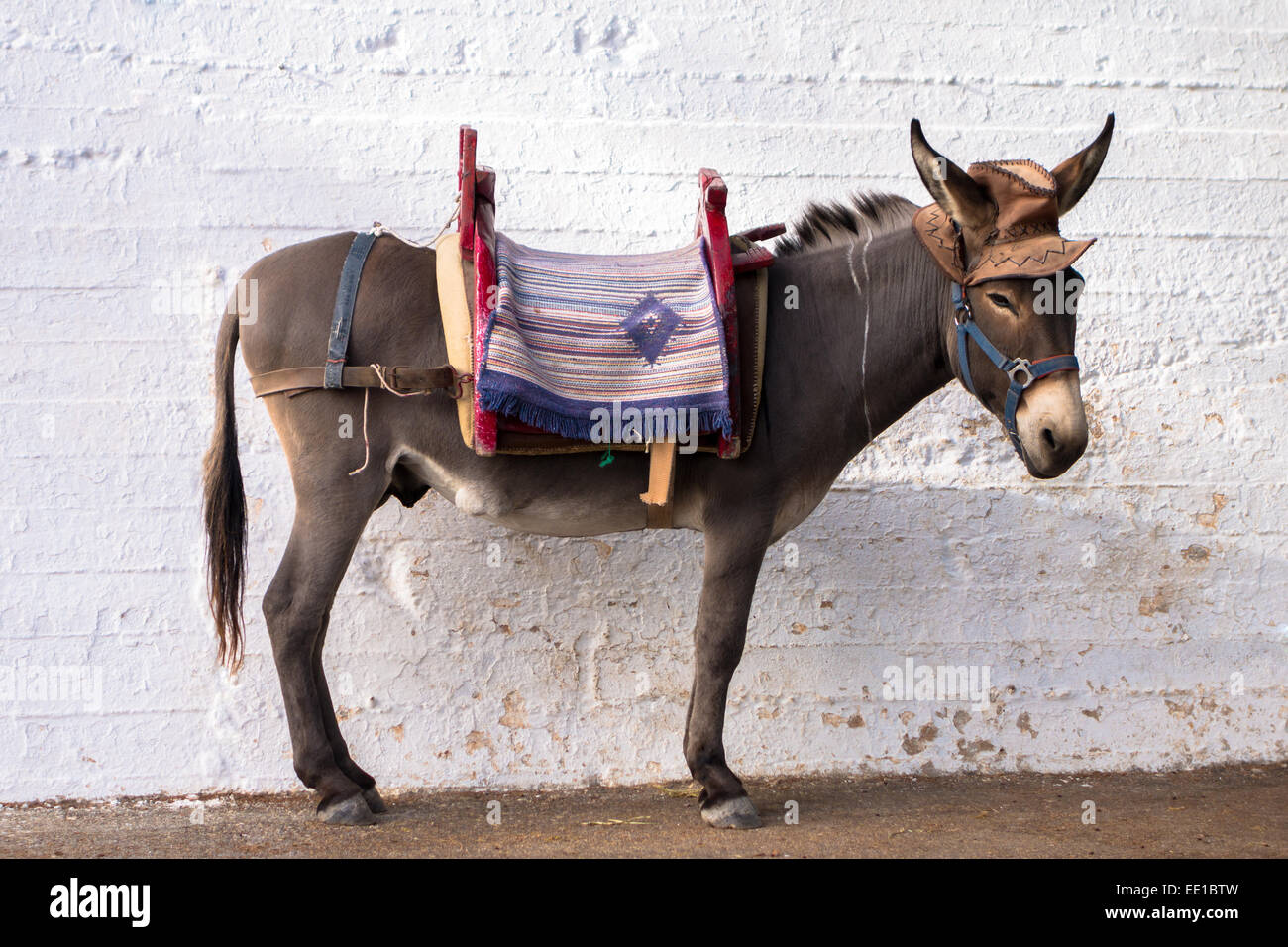 Âne dans un chapeau Photo Stock - Alamy