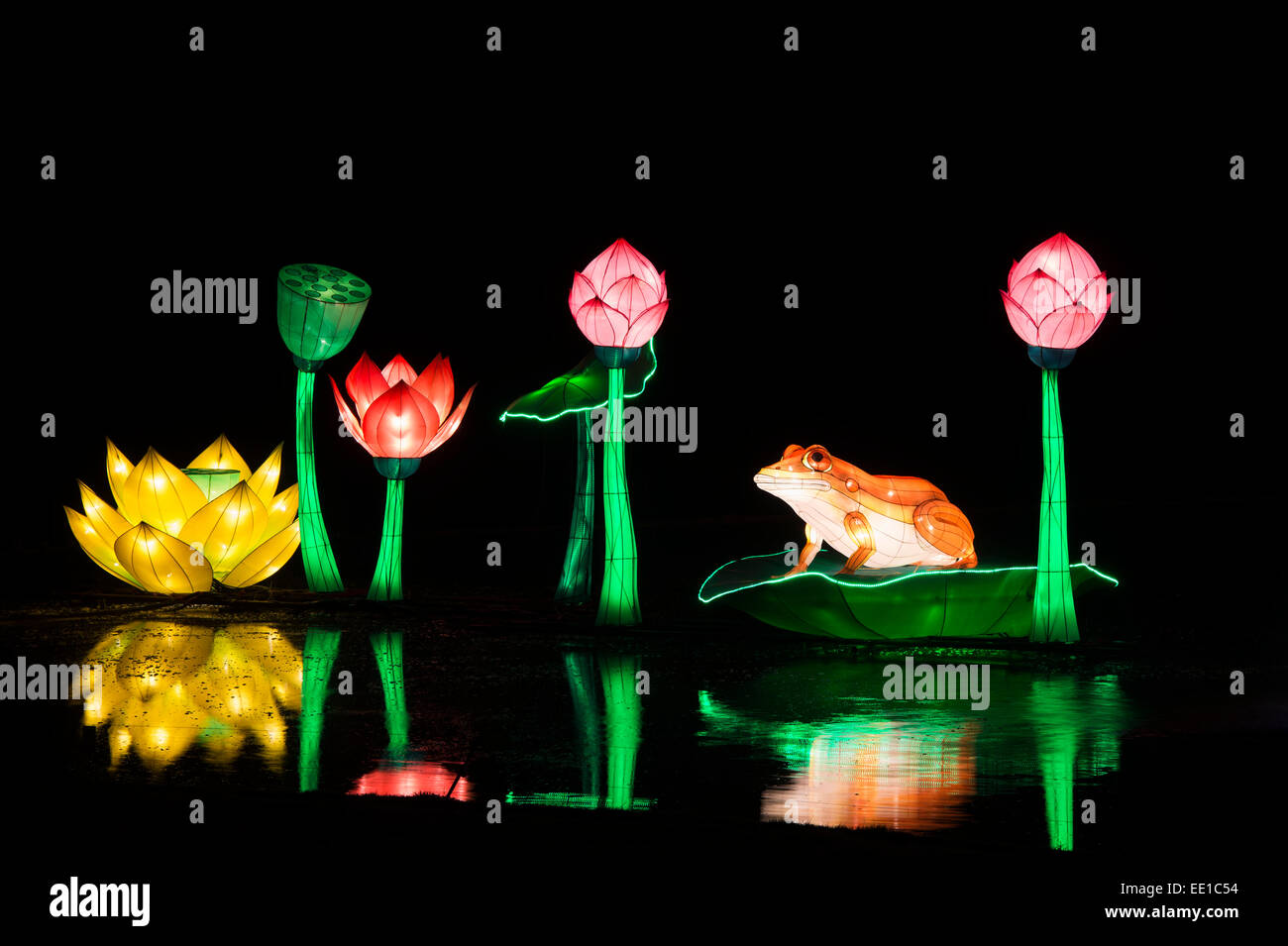 Grenouille et fleur de lotus Lampions flottant sur l'étang à Longleat, WARMINSTER, Wiltshire. L'Angleterre Banque D'Images