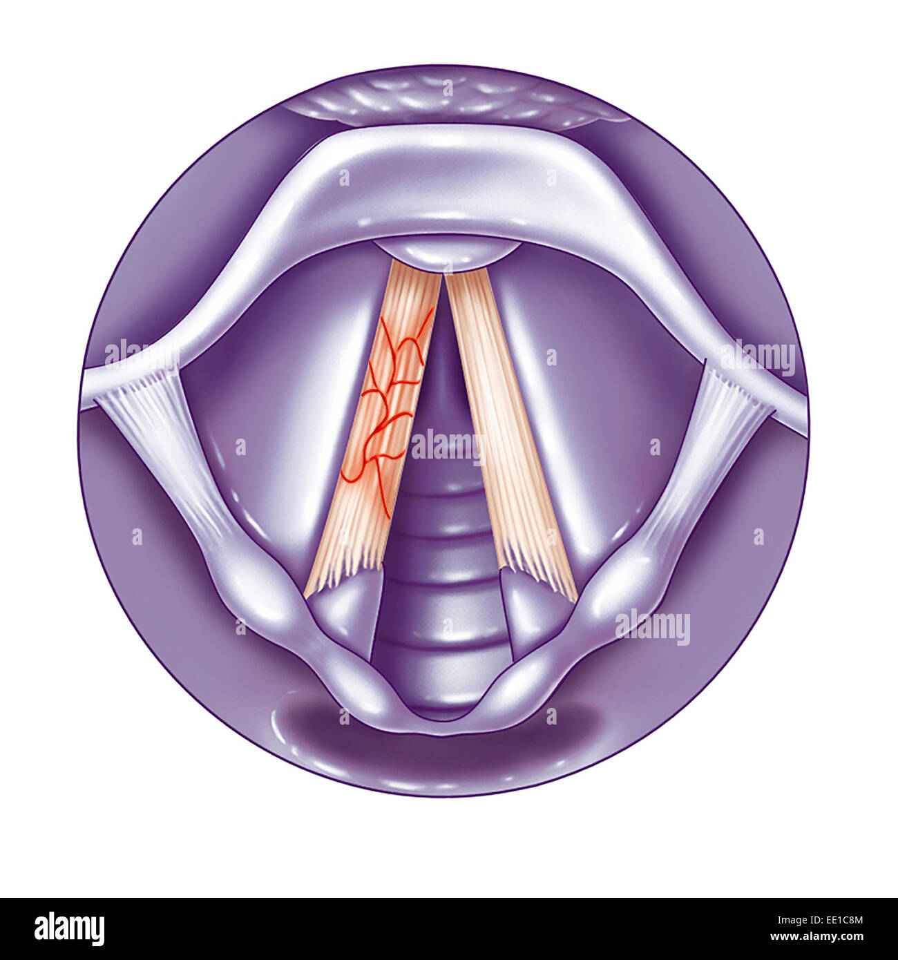 Dessin, corde vocale Banque D'Images