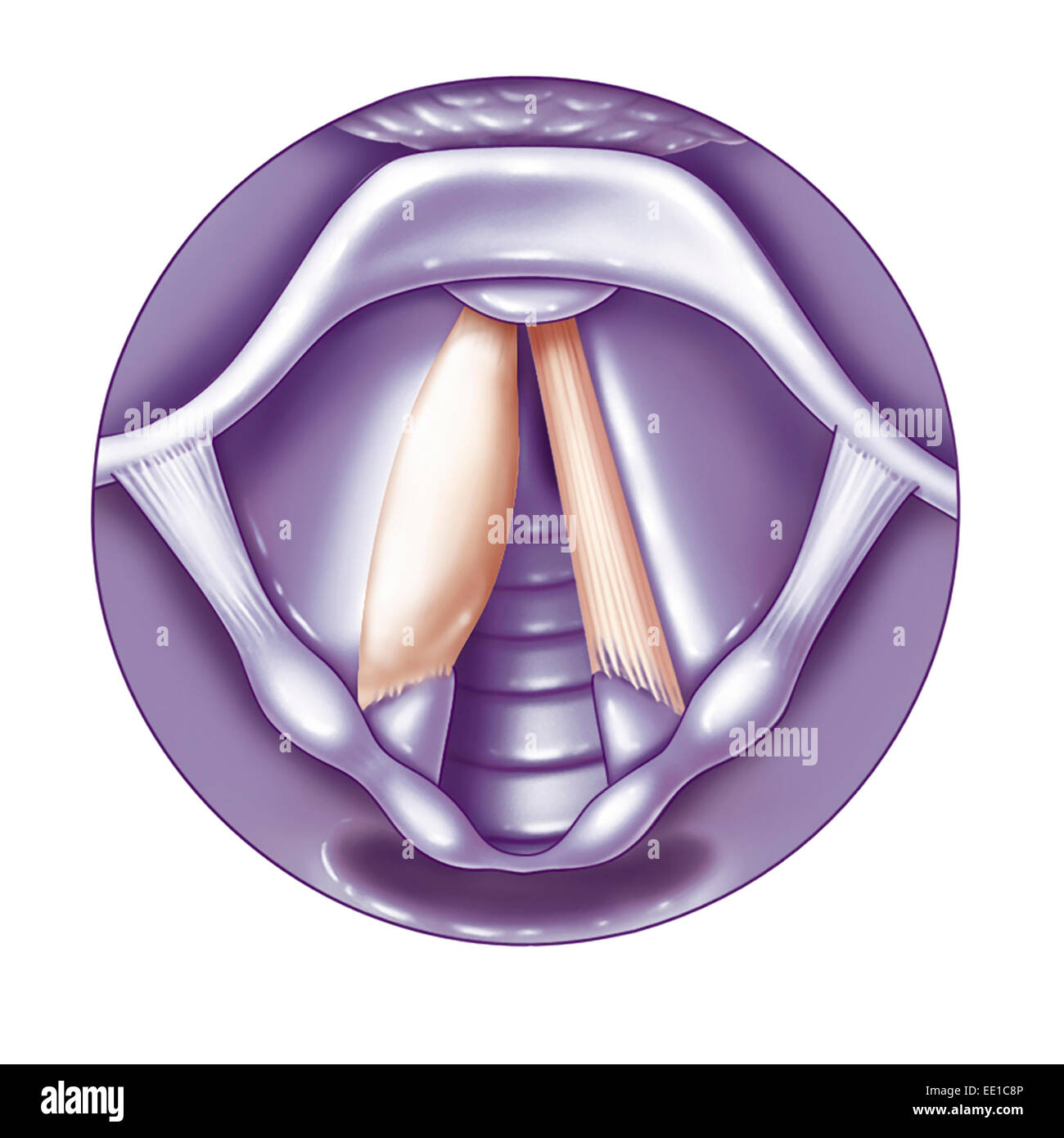 Dessin, corde vocale Banque D'Images