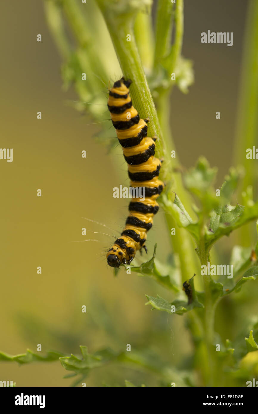 Le cinabre (Tyria jacobaeae) Caterpillar, se nourrissant de feuilles séneçon, Yorkshire, Angleterre, juillet Banque D'Images