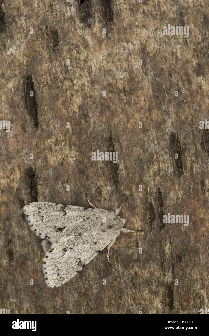 Le Miller (Acronicta leporina) adulte, reposant sur l'écorce, Sheffield, South Yorkshire, Angleterre, juin Banque D'Images