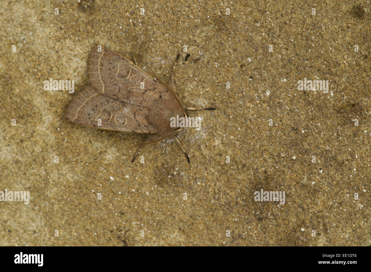 Quaker commun (Orthosia cerasi) adulte, se reposer, Sheffield, South Yorkshire, Angleterre, avril Banque D'Images