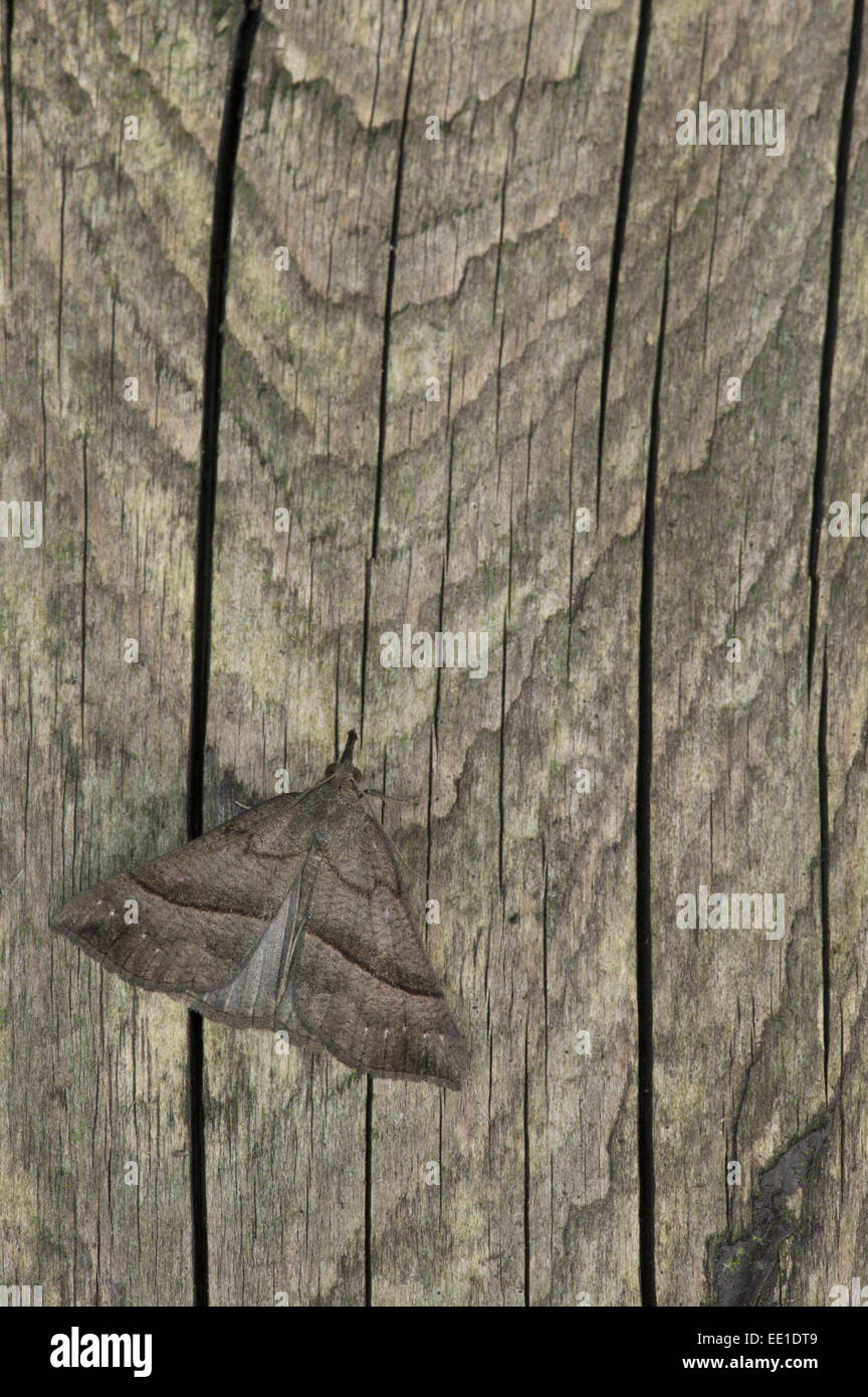 Hypena proboscidalis (museau) adulte, reposant sur fencepost, Sheffield, South Yorkshire, Angleterre, juillet Banque D'Images