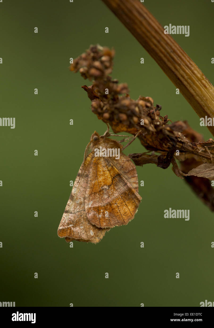 Début de Thorn (Selenia dentaria) adulte, reposant sur seedhead, Sheffield, South Yorkshire, Angleterre, Août Banque D'Images