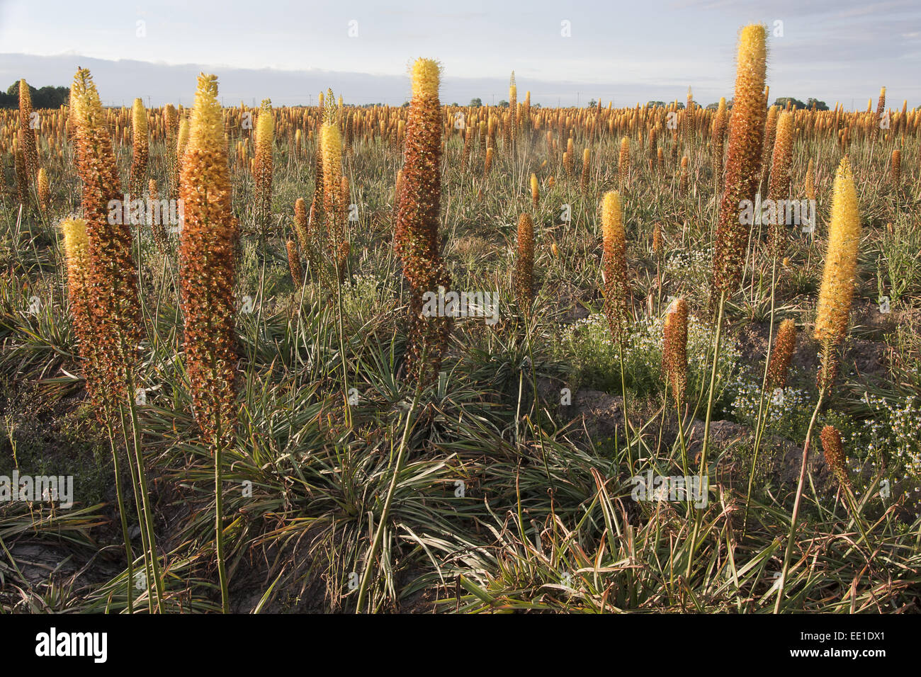 Lily la sétaire verte (Eremurus x isabellinus) 'Cléopâtre', la floraison, la croissance des cultures de pépinières commerciales dans le champ, Holbeach St Johns, Moulton Fens, South Holland, Lincolnshire, Angleterre, juillet Banque D'Images