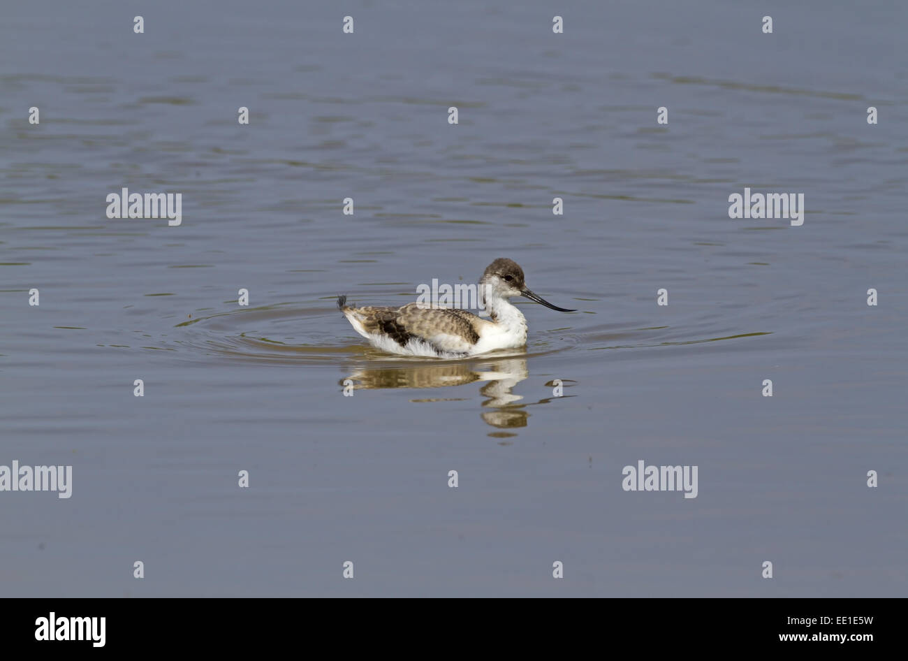 Avocette d'Eurasie (Recurvirostra avosetta), piscine pour enfants et de l'alimentation, les Claj Claj, Marais-next-the-Sea, Norfolk, Angleterre, juin Banque D'Images