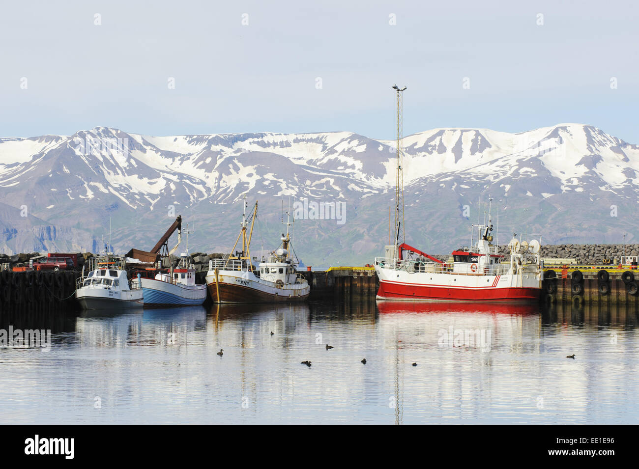 Les bateaux de pêche commerciale et d'Eider à duvet (Somateria mollissima) troupeau dans la région côtière de port, Husavik, Skjalfandi Bay, l'Islande, Juillet Banque D'Images