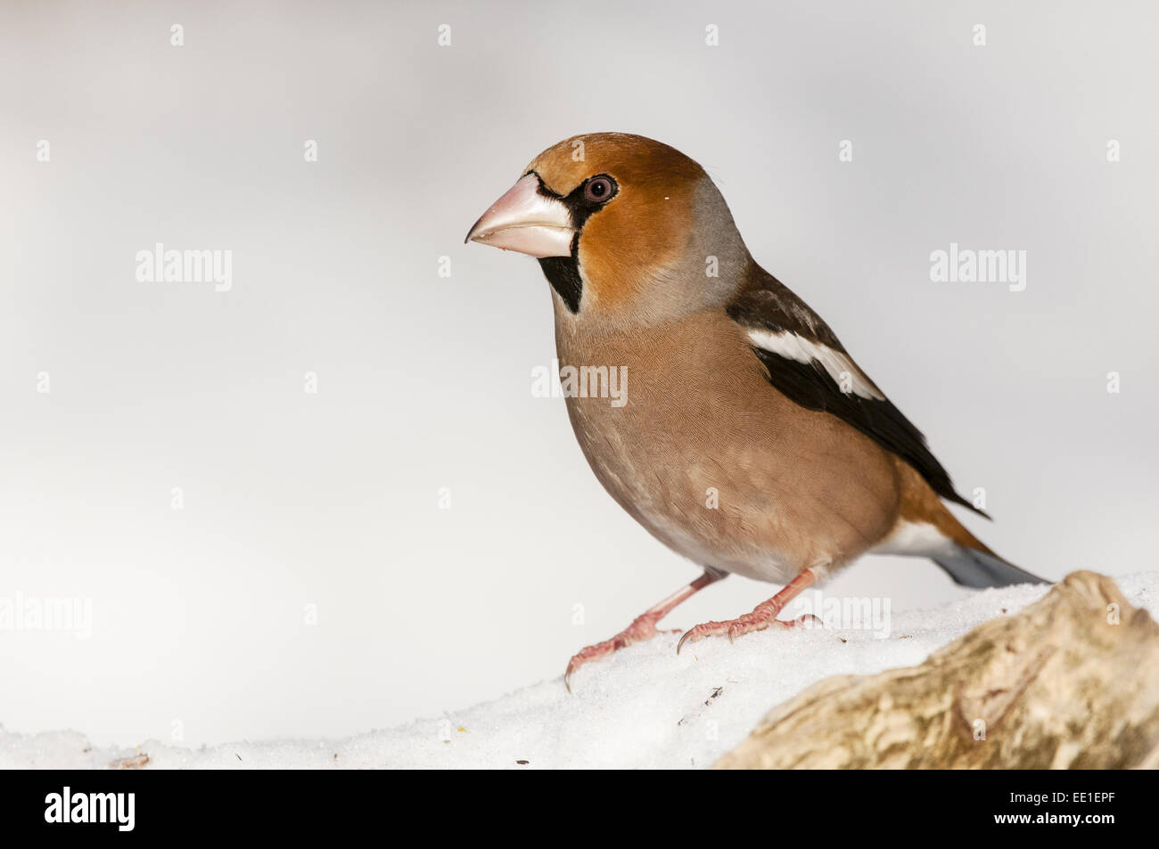 (Coccothraustes coccothraustes Hawfinch) mâle adulte, debout sur la neige, N.P., Bialowieza, Pologne Podlaskie Voivodeship, Février Banque D'Images