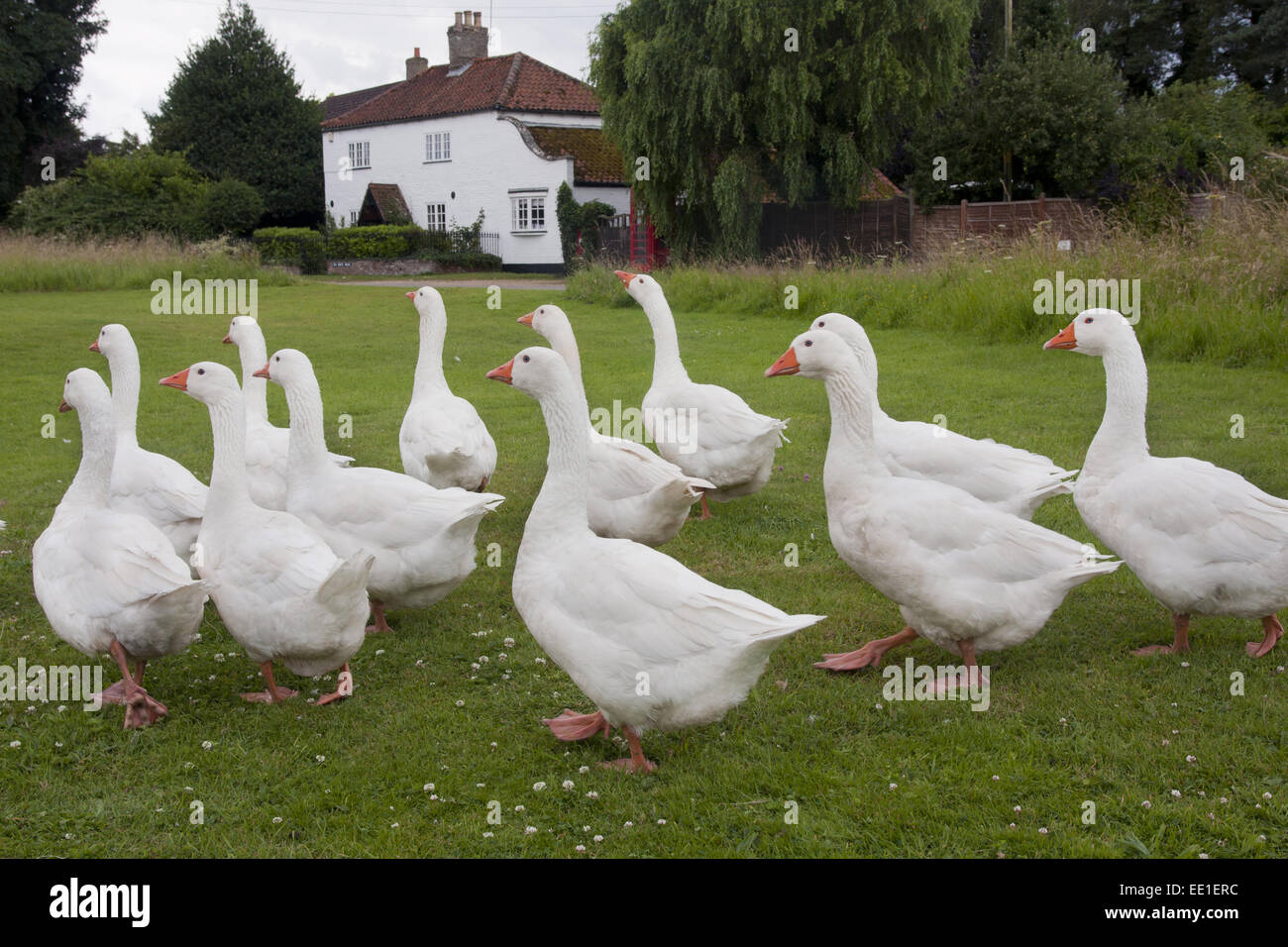 L'oie domestique, Norwegian White, troupeau, marche sur village green, Tottenhill, Norfolk, Angleterre, juillet Banque D'Images