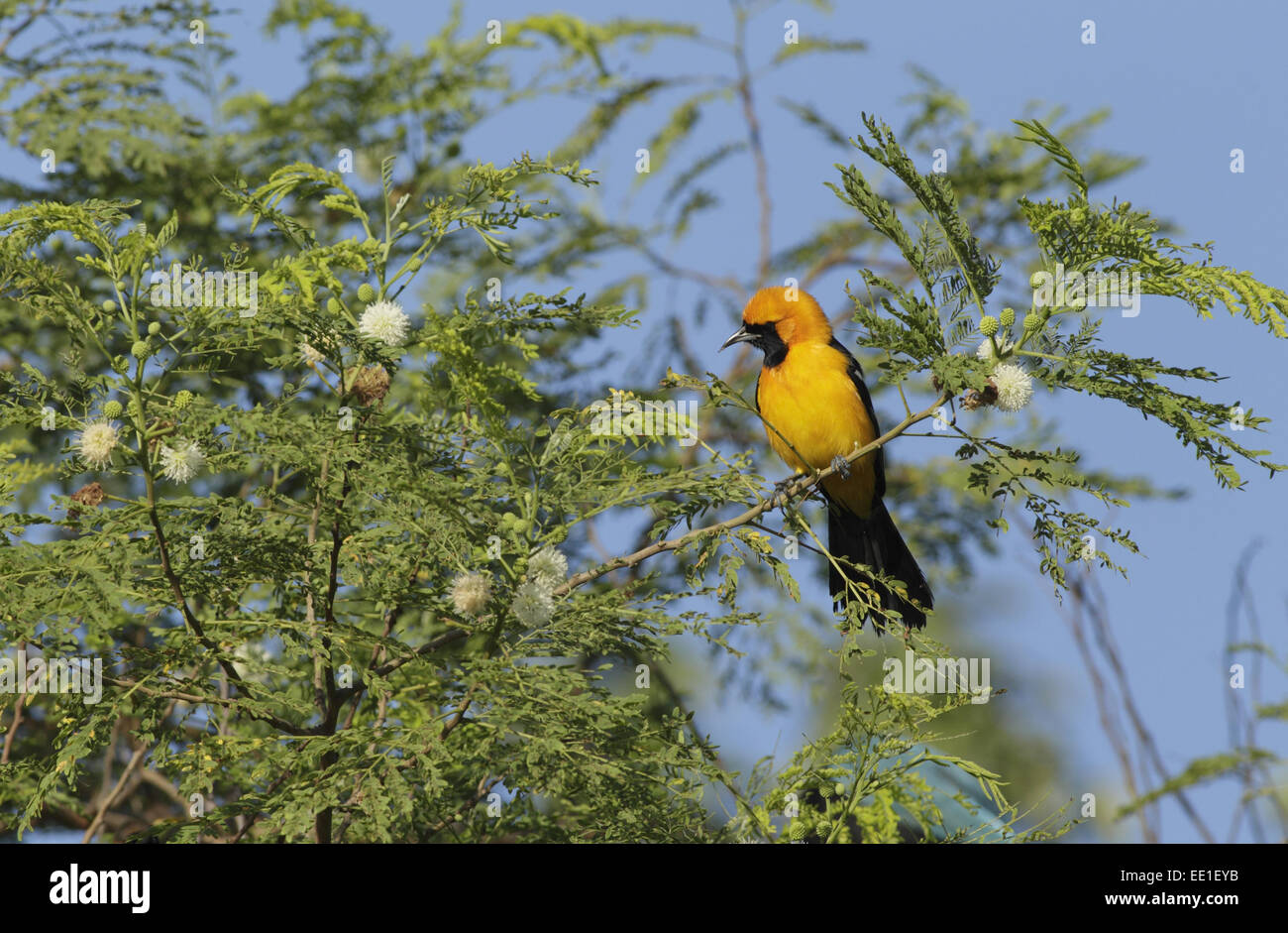 Hooded Oriole (Icterus cucullatus) mâle adulte, perché sur brindille dans arbre en fleurs, péninsule du Yucatan, Mexique, octobre Banque D'Images