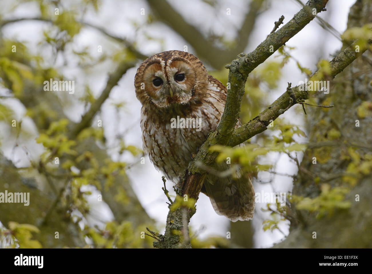 Tawny Owl (Strix Aluco enr.) adulte, perché sur une branche de chêne, en plein jour, Norfolk, Angleterre, Mai Banque D'Images