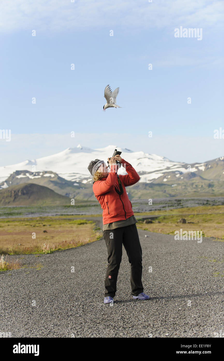 Sterne arctique (Sterna paradisea), adultes, en plumage nuptial en vol, le comportement agressif vers photographe au site de nidification, Banque D'Images