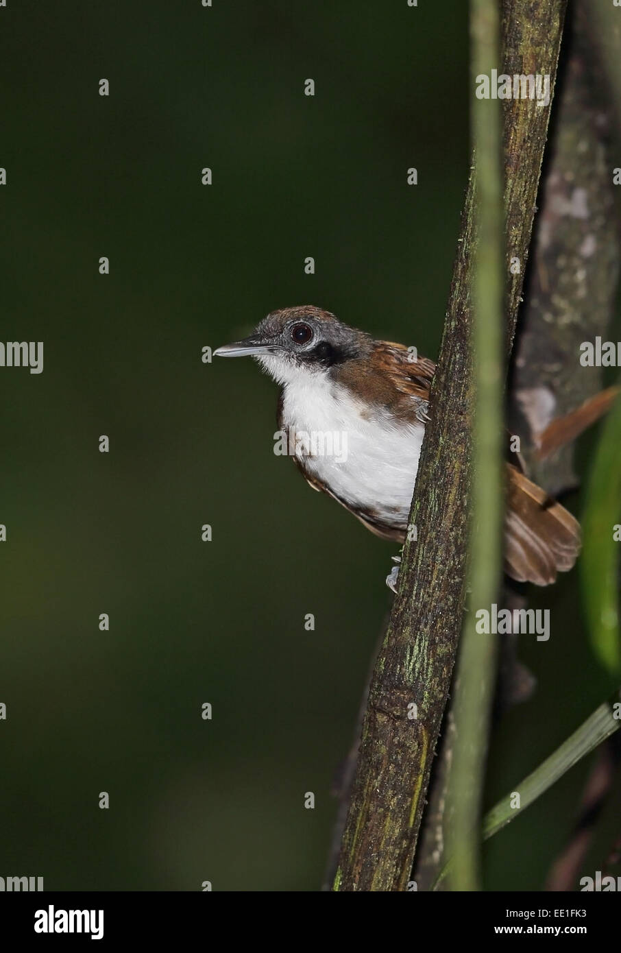 (Gymnopithys leucaspis bicolore Antbird bicolor) adulte, perché sur une branche, d'un pipeline Road, Panama, novembre Banque D'Images