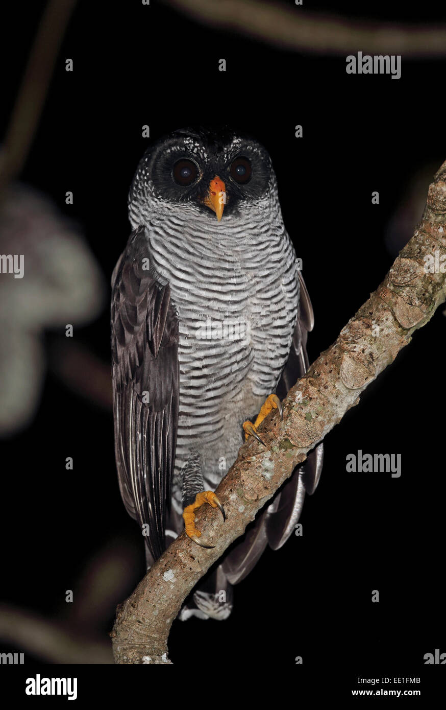 Le noir et blanc Owl (Strix nigrolineata) adulte, perché sur une branche, Canopy Tour, Panama, novembre Banque D'Images