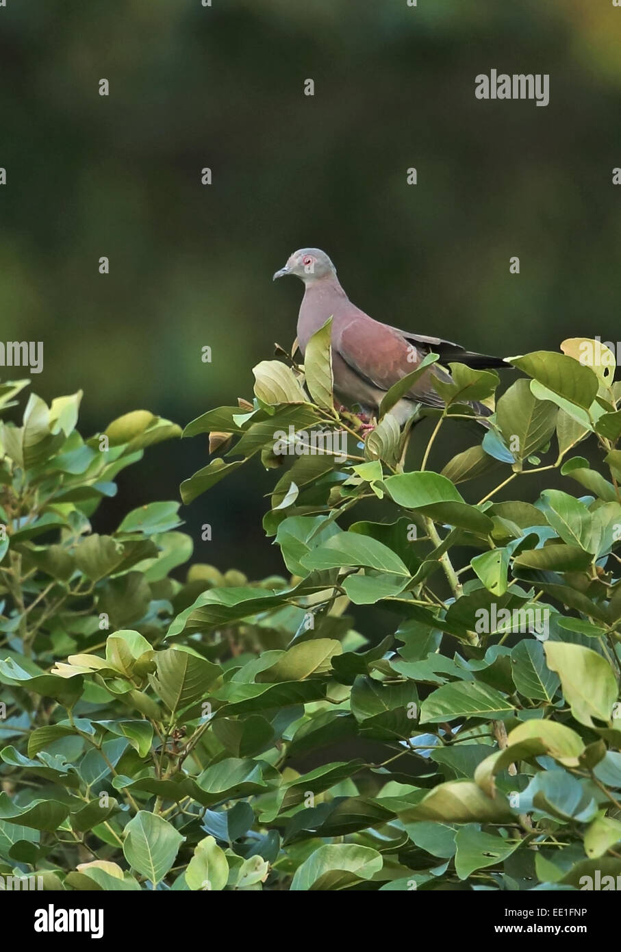 Évent pâle Pigeon (Patagioenas cayennensis pallidicrissa) adulte, perché sur la cime, de l'Amo Dump Ponds, Panama, novembre Banque D'Images