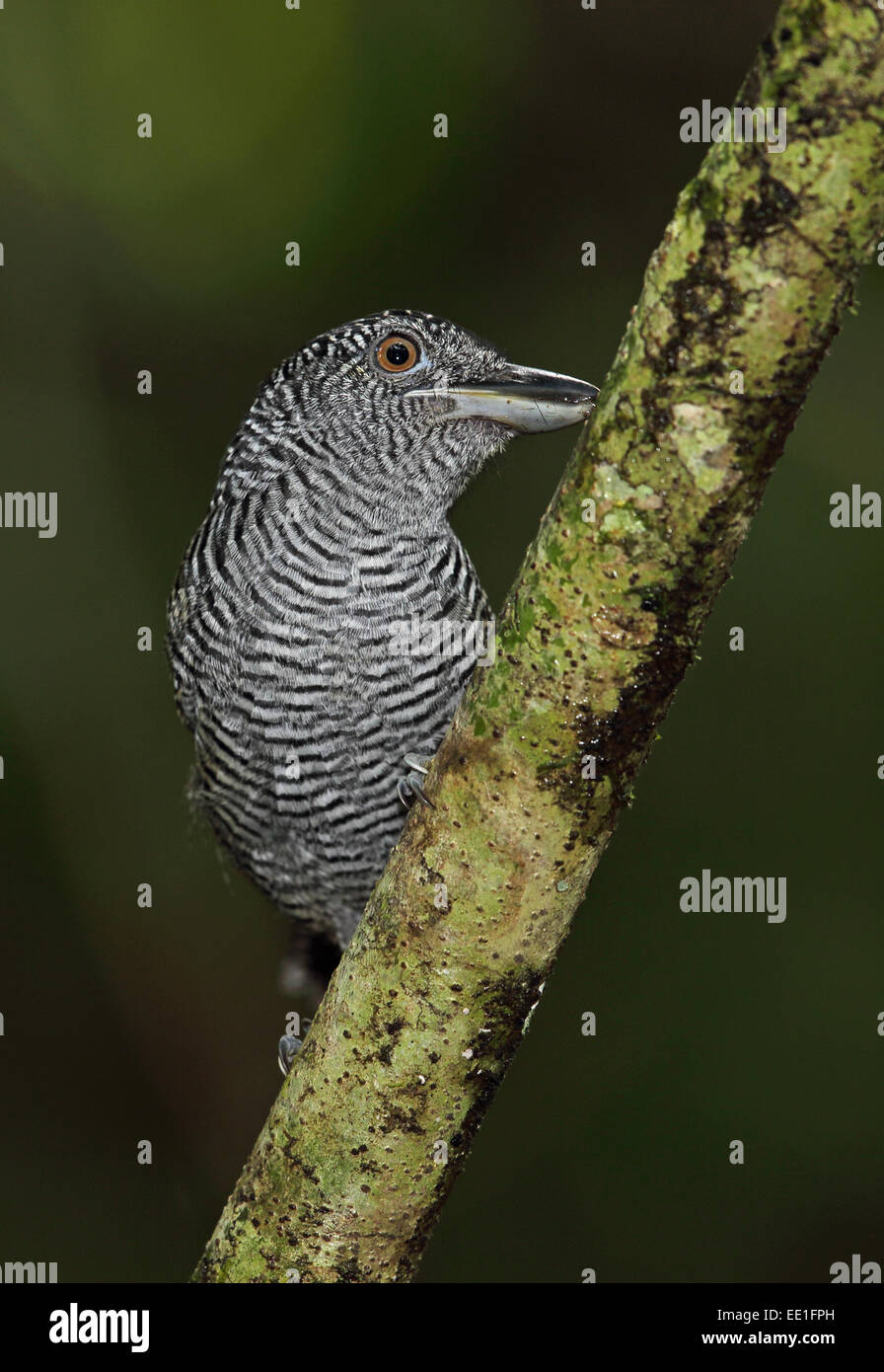 Gène Fasciated Antshrike (Cymbilaimus lineatus fasciatus) mâle adulte, perché sur une branche, d'un pipeline Road, Panama, novembre Banque D'Images