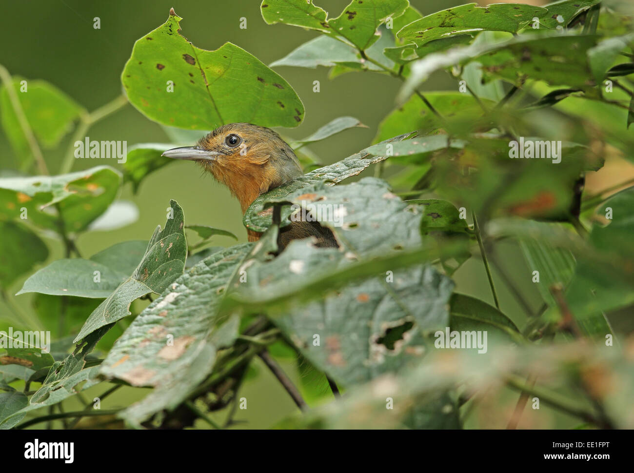 Dusky Antbird (Cercomacra tyrannina tyrannina) adulte, perché parmi une végétation dense, de Pipeline Road, Panama, novembre Banque D'Images