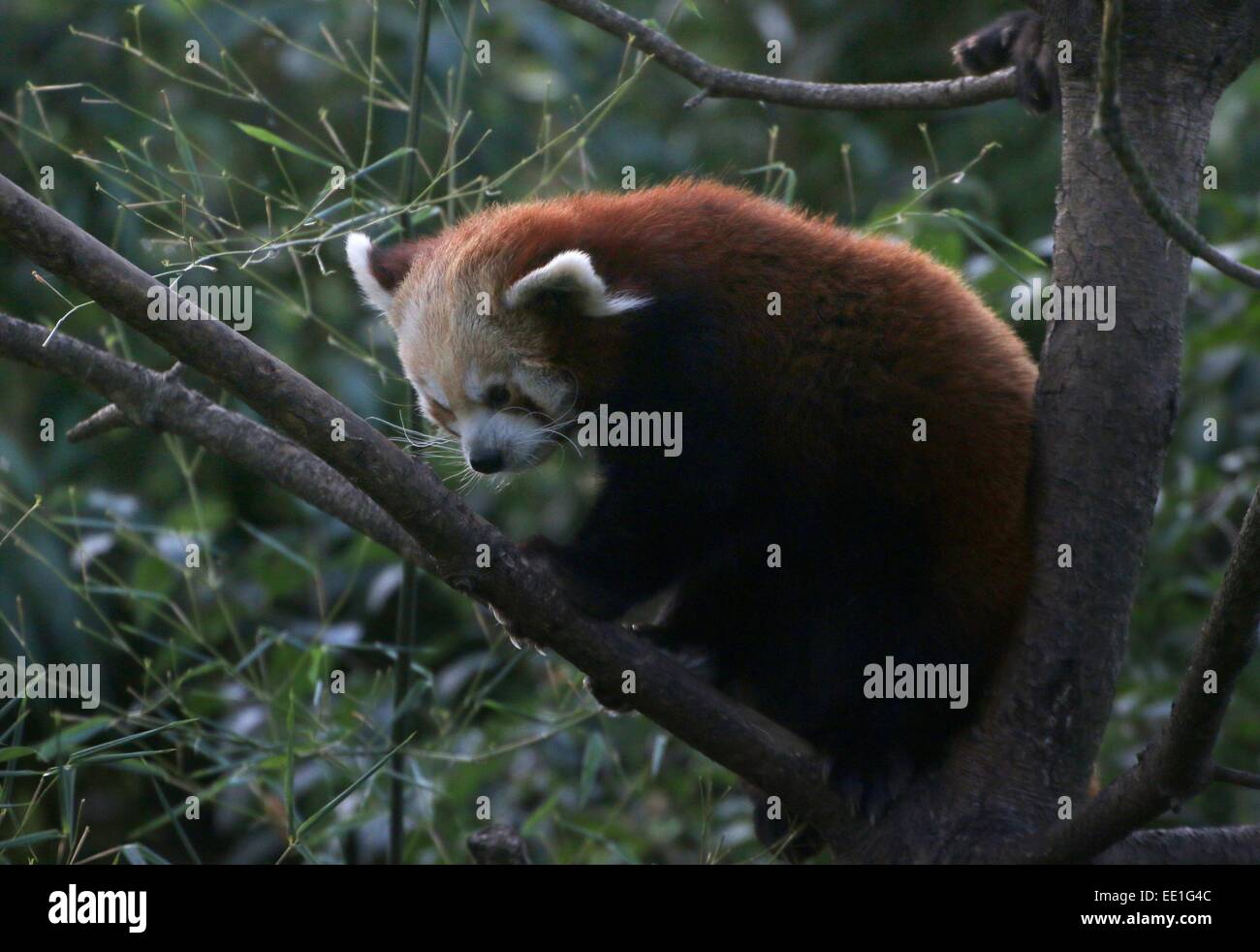 Panda rouge asiatique (Ailurus fulgens) dans un arbre. alias panda moindre ou chat rouge-ours. Banque D'Images