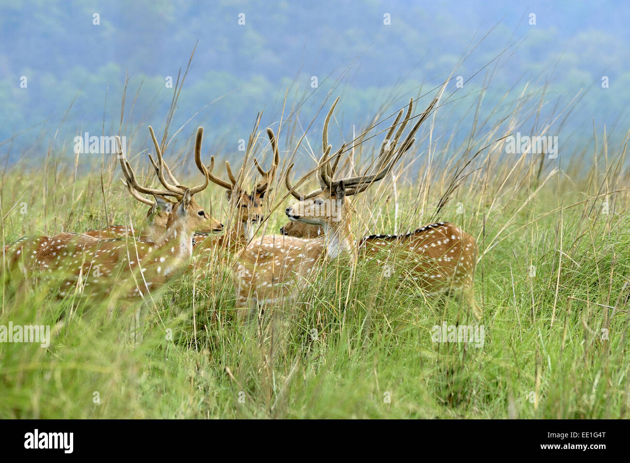 Spotted Deer (Axis axis) cinq hommes adultes, avec bois de velours, debout dans les pâturages, Jim Corbett N.P., Uttarkhand, INDE, Mai Banque D'Images