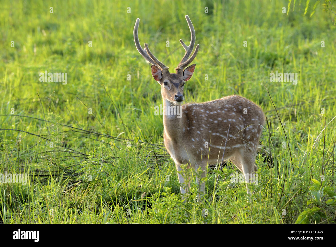 Spotted Deer (Axis axis) mâle adulte, avec bois en velours, debout dans les prairies à l'aube, Jim Corbett N.P., Uttarkhand, INDE, Mai Banque D'Images