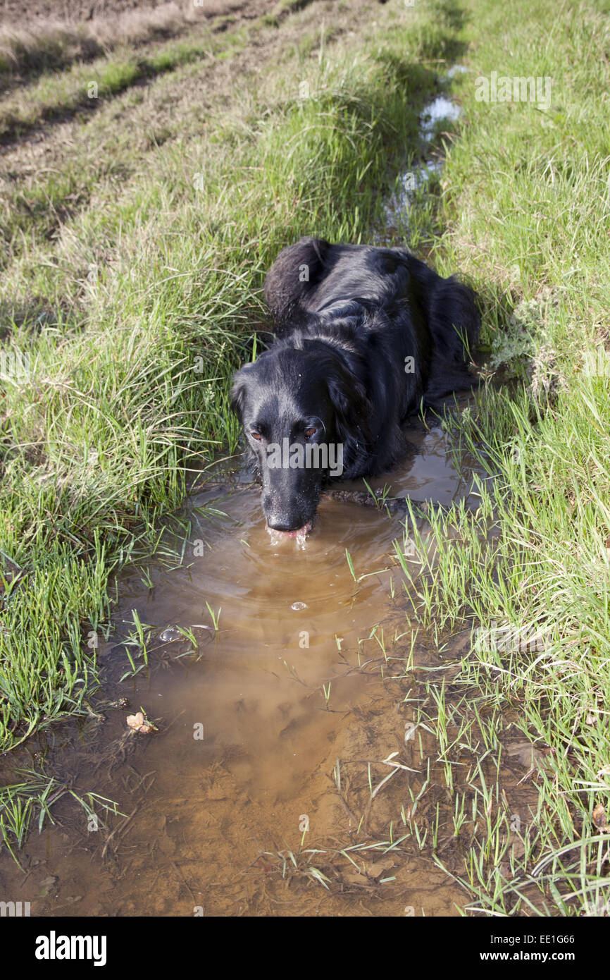 Chien domestique, Flat-Coated Retriever noir, variété, des profils, de boire de flaque boueuse en bord de champ, Angleterre, octobre Banque D'Images