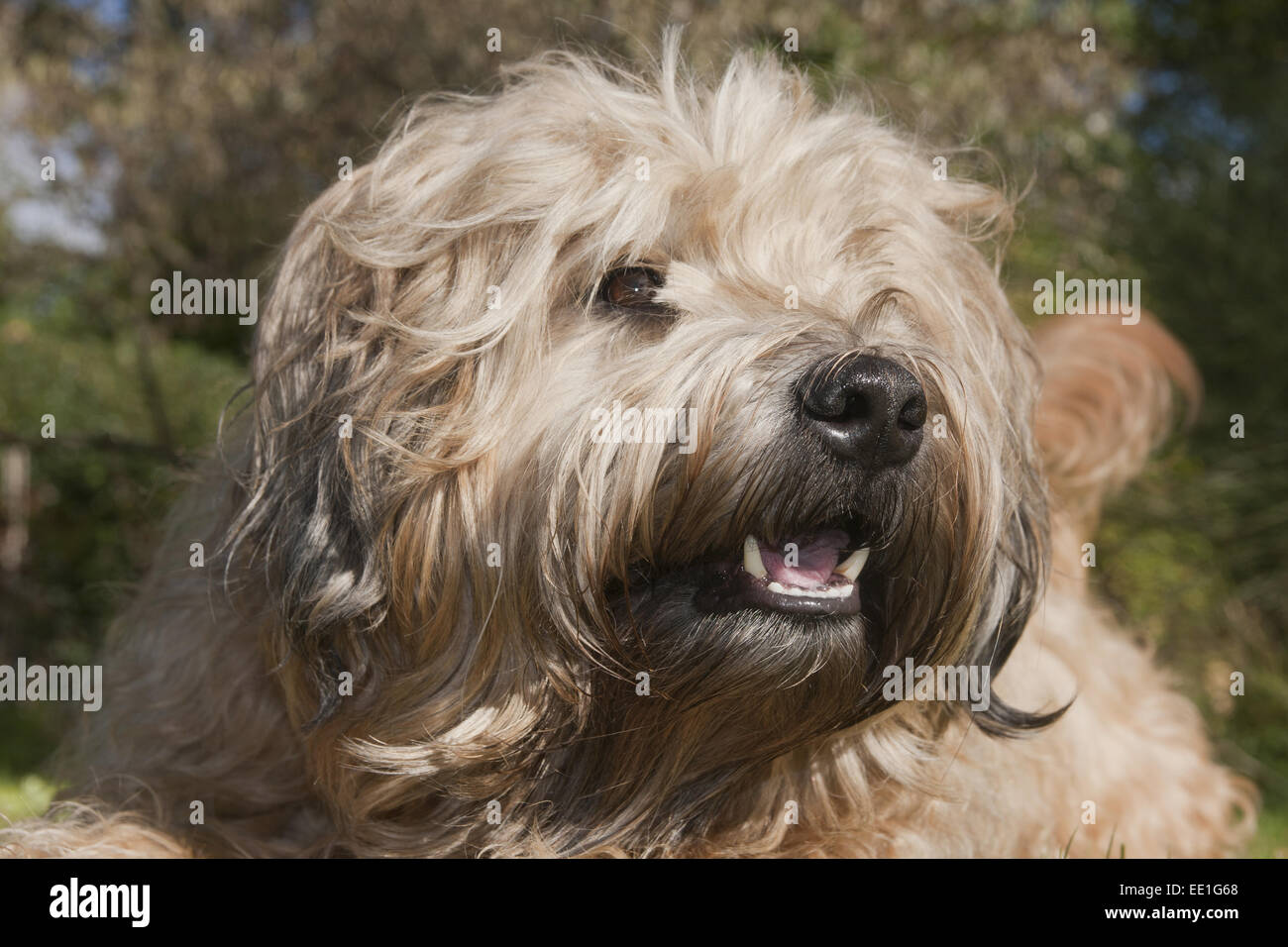 Chien domestique, Soft-Coated Wheaten Terrier, adulte, close-up de tête, haletant, Angleterre, octobre Banque D'Images
