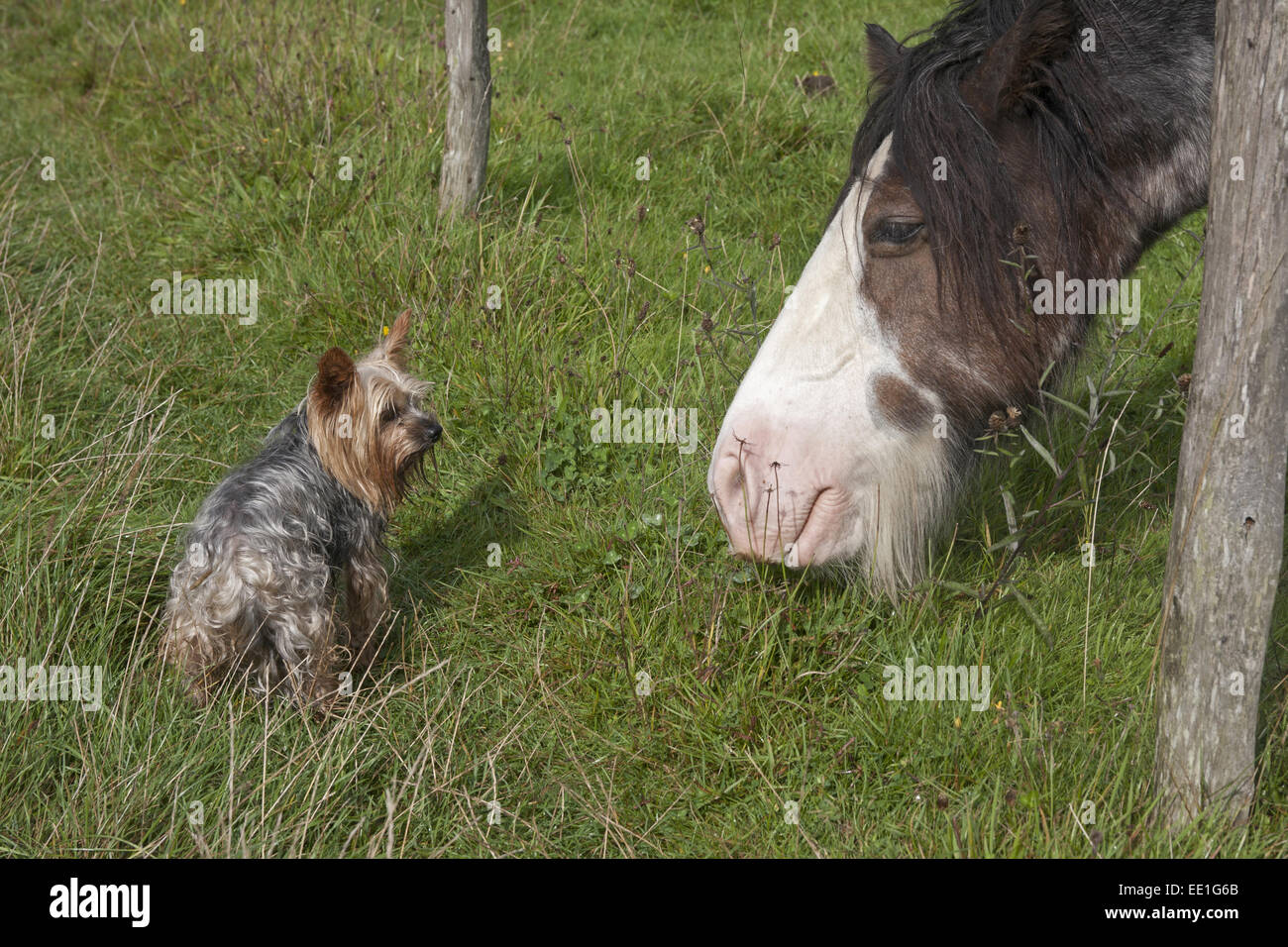 Chien domestique, Yorkshire Terrier, adulte, et à cheval, des profils, à la recherche à l'autre en vertu de clôture, l'Angleterre, Août Banque D'Images
