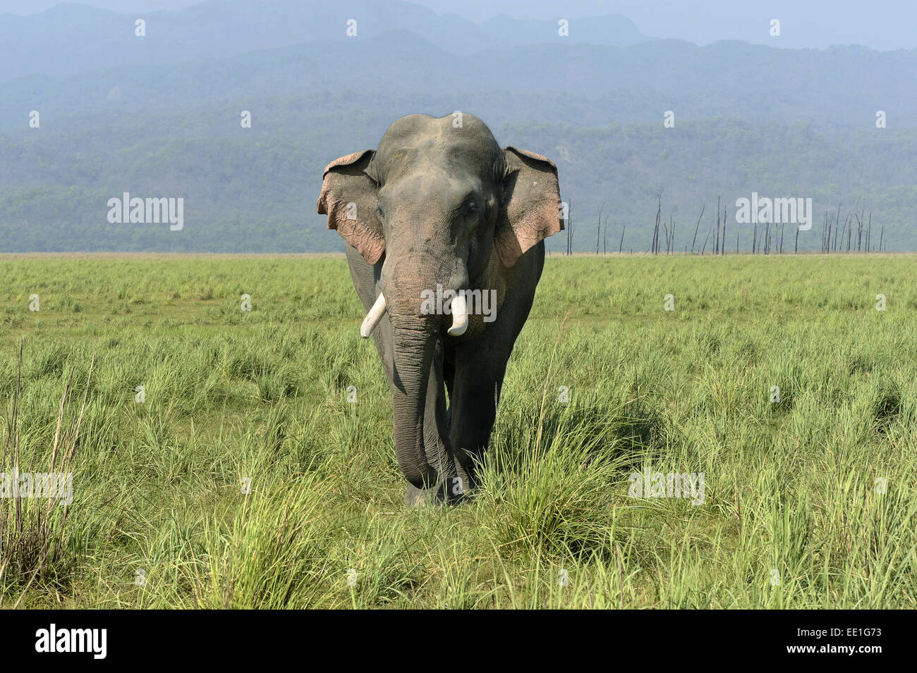 Éléphant d'Asie (Elephas maximus indicus) mâle adulte, balade dans les prairies, Jim Corbett N.P., Uttarkhand, INDE, Mai Banque D'Images