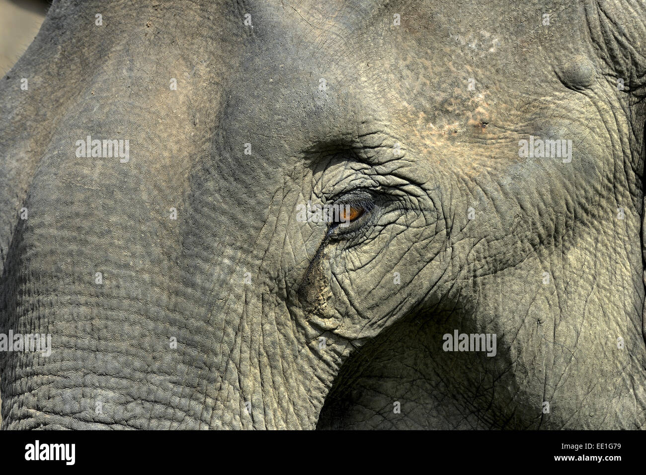 Éléphant d'Asie (Elephas maximus indicus) femelle adulte, portrait, Jim Corbett N.P., Uttarkhand, INDE, Mai Banque D'Images