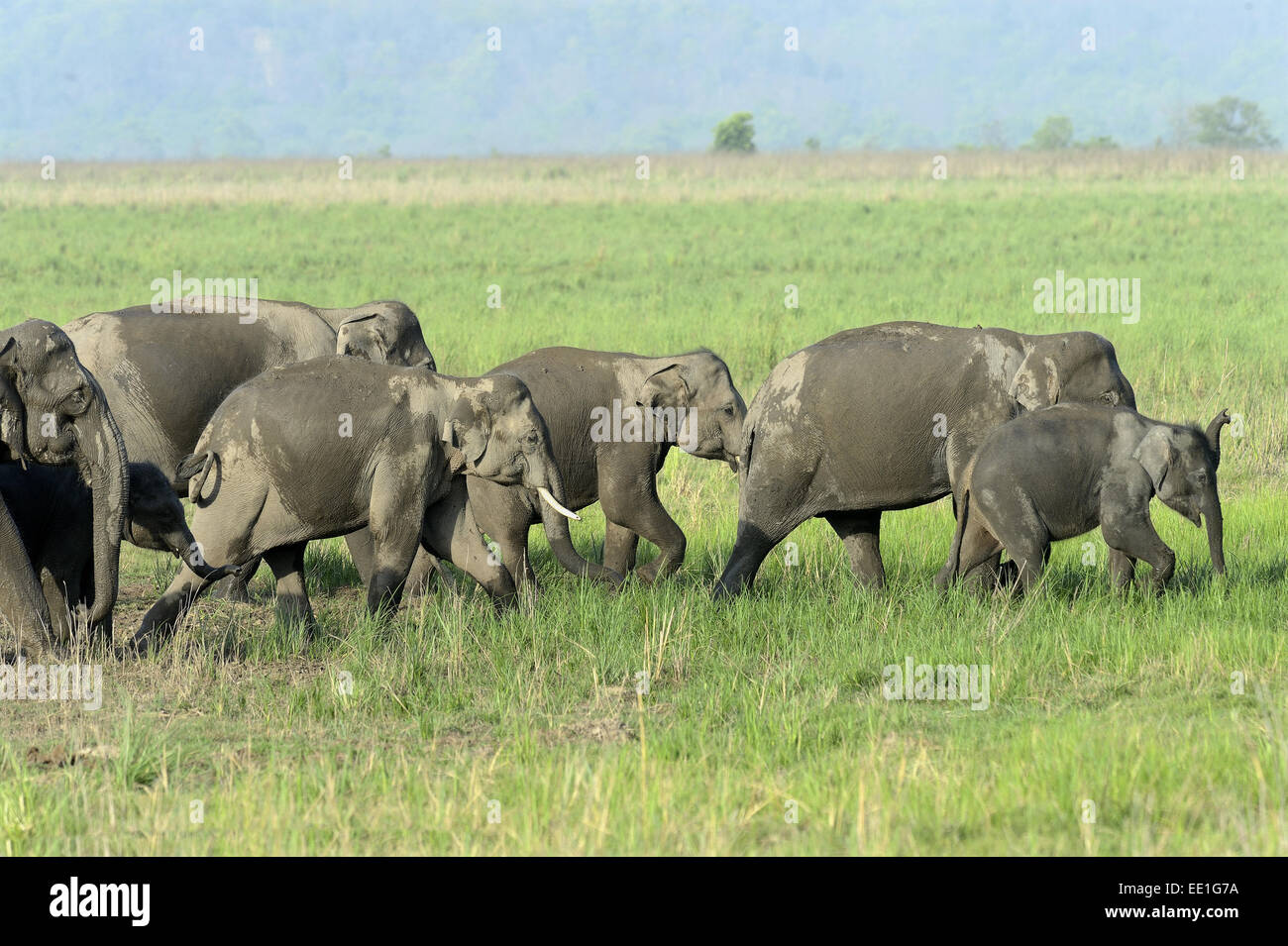 Éléphant d'Asie (Elephas maximus indicus) les femelles adultes et les veaux, la marche du troupeau dans les prairies, Jim Corbett N.P., Uttarkhand, INDE, Mai Banque D'Images