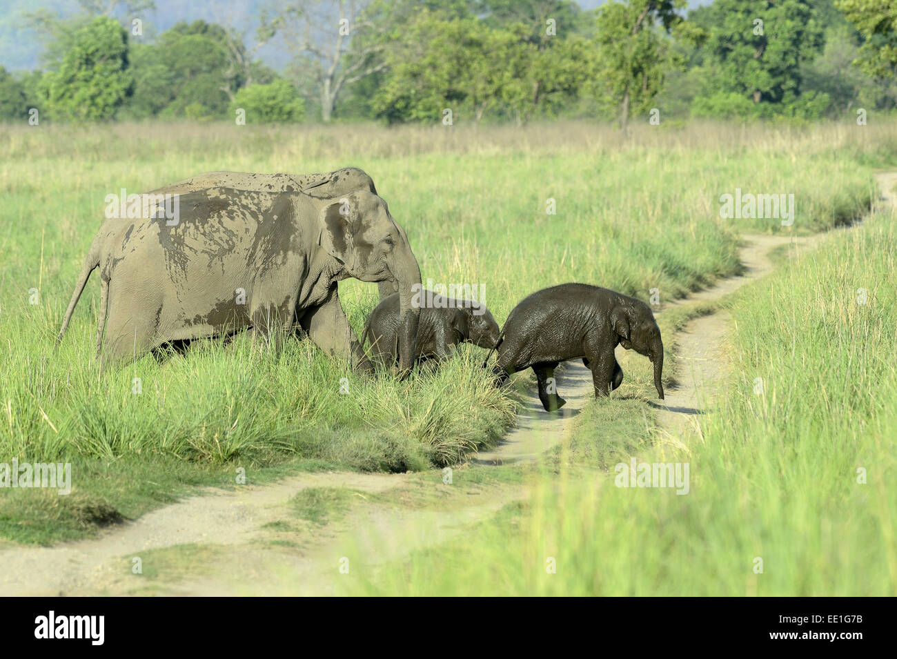 Éléphant d'Asie (Elephas maximus indicus) deux femelles adultes et de veaux, la marche entre la voie dans les prairies, Jim Corbett N.P., Uttarkhand, INDE, Mai Banque D'Images
