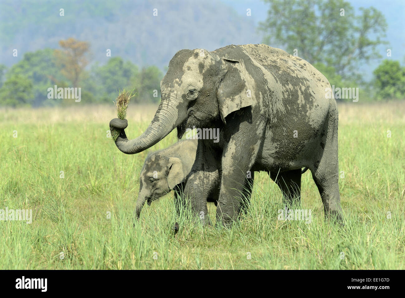 Éléphant d'Asie (Elephas maximus indicus) et chez les femmes adultes, l'alimentation des veaux, debout dans les pâturages, Jim Corbett N.P., Uttarkhand, INDE, Mai Banque D'Images