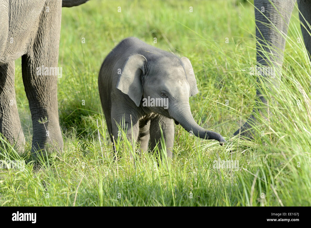 Éléphant d'Asie (Elephas maximus indicus) veau, debout à côté de femelles adultes dans les herbages, Jim Corbett N.P., Uttarkhand, Inde, Banque D'Images