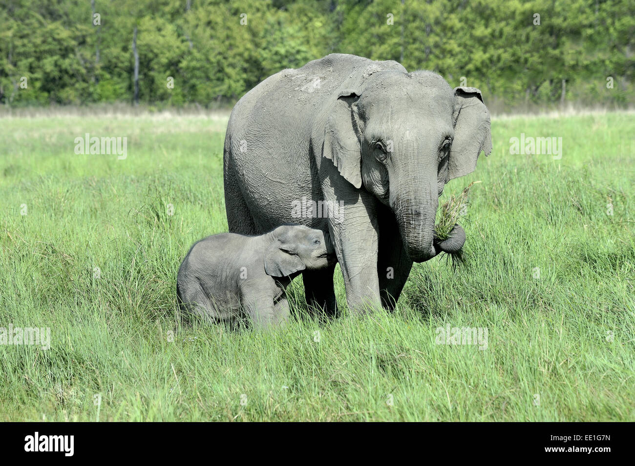 Éléphant d'Asie (Elephas maximus indicus) femelle adulte et veau, suckling, debout dans les pâturages, Jim Corbett N.P., Uttarkhand, INDE, Mai Banque D'Images