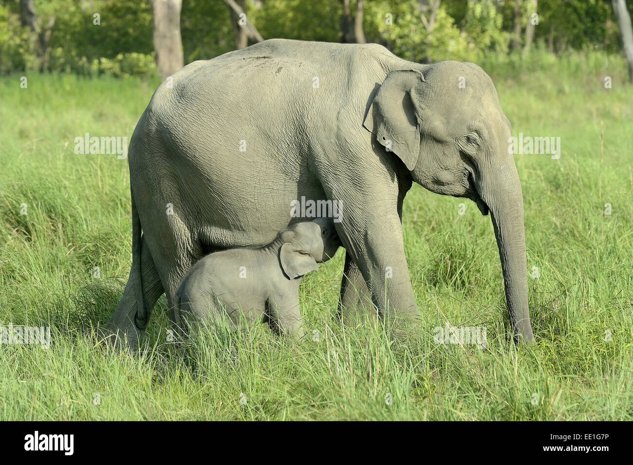 Éléphant d'Asie (Elephas maximus indicus) femelle adulte et veau, suckling, debout dans les pâturages, Jim Corbett N.P., Uttarkhand, INDE, Mai Banque D'Images