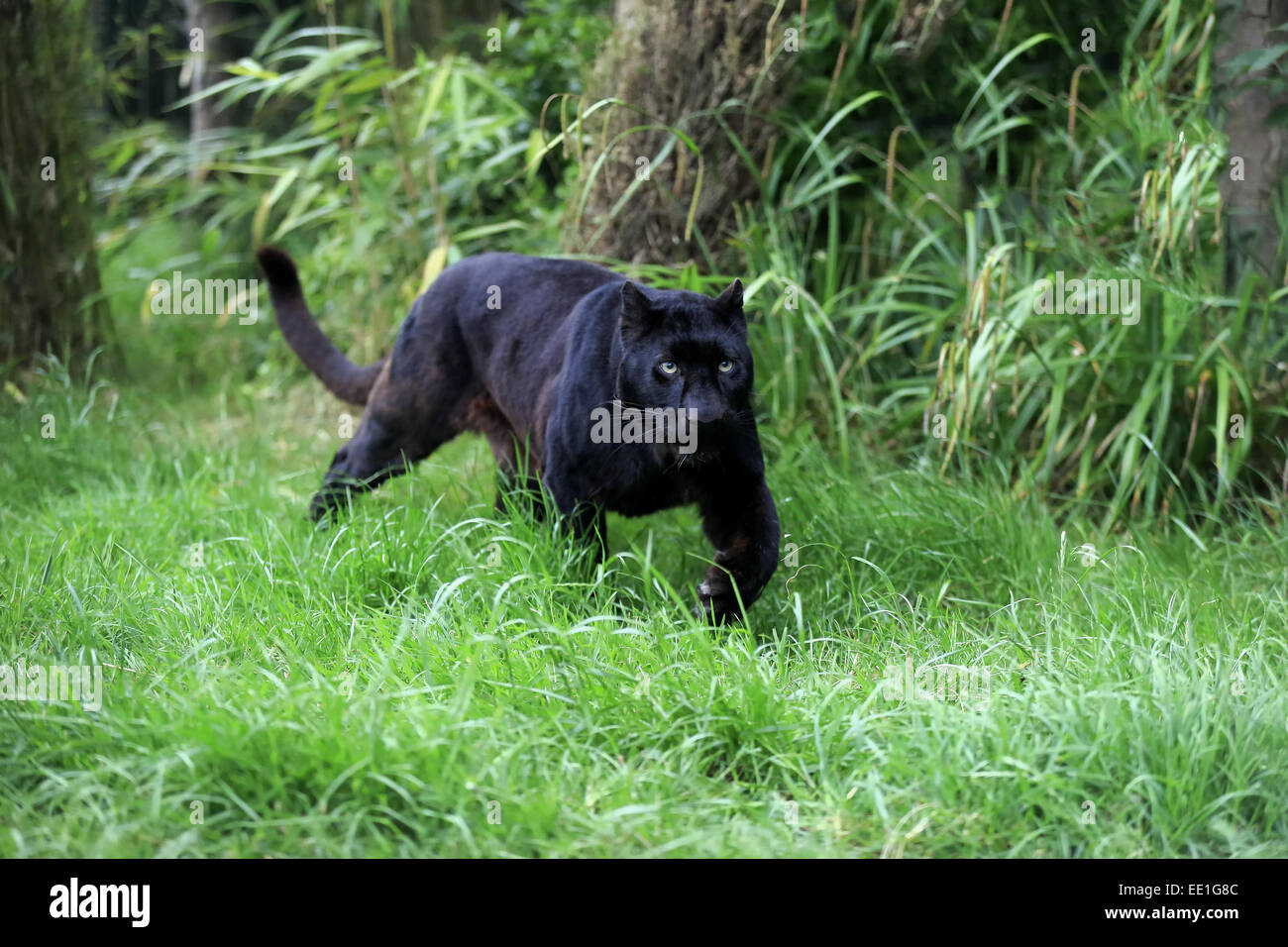 Leopard (Panthera pardus) 'Black Panther' melanistic, forme des profils, marcher sur l'herbe, Juillet (captifs) Banque D'Images