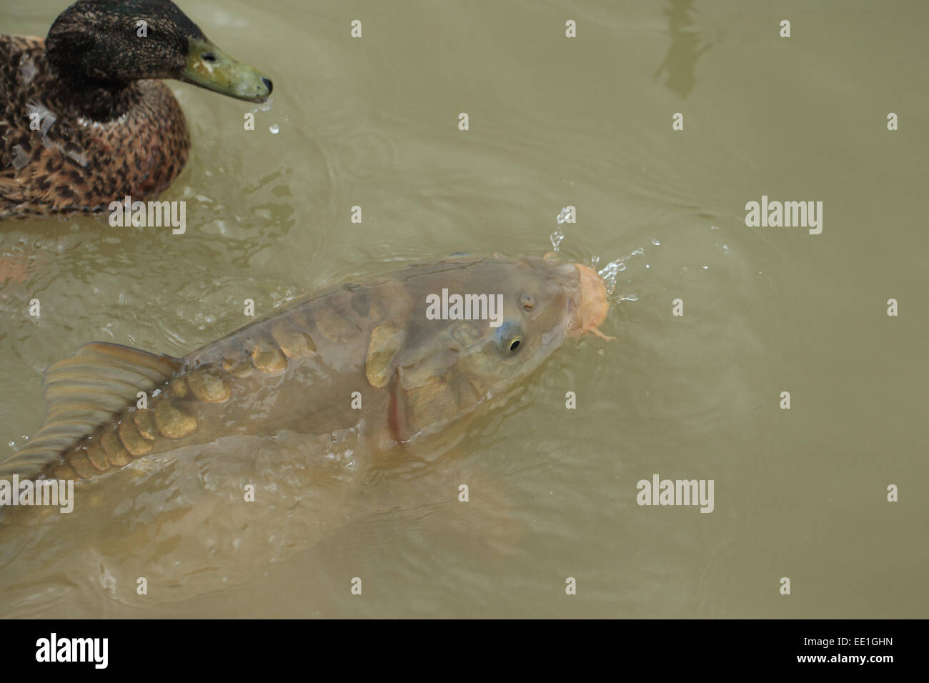 Carpe miroir (Cyprinus carpio carpio) des profils, l'alimentation à la surface de l'eau à côté de canard, Normandie, France, Août Banque D'Images