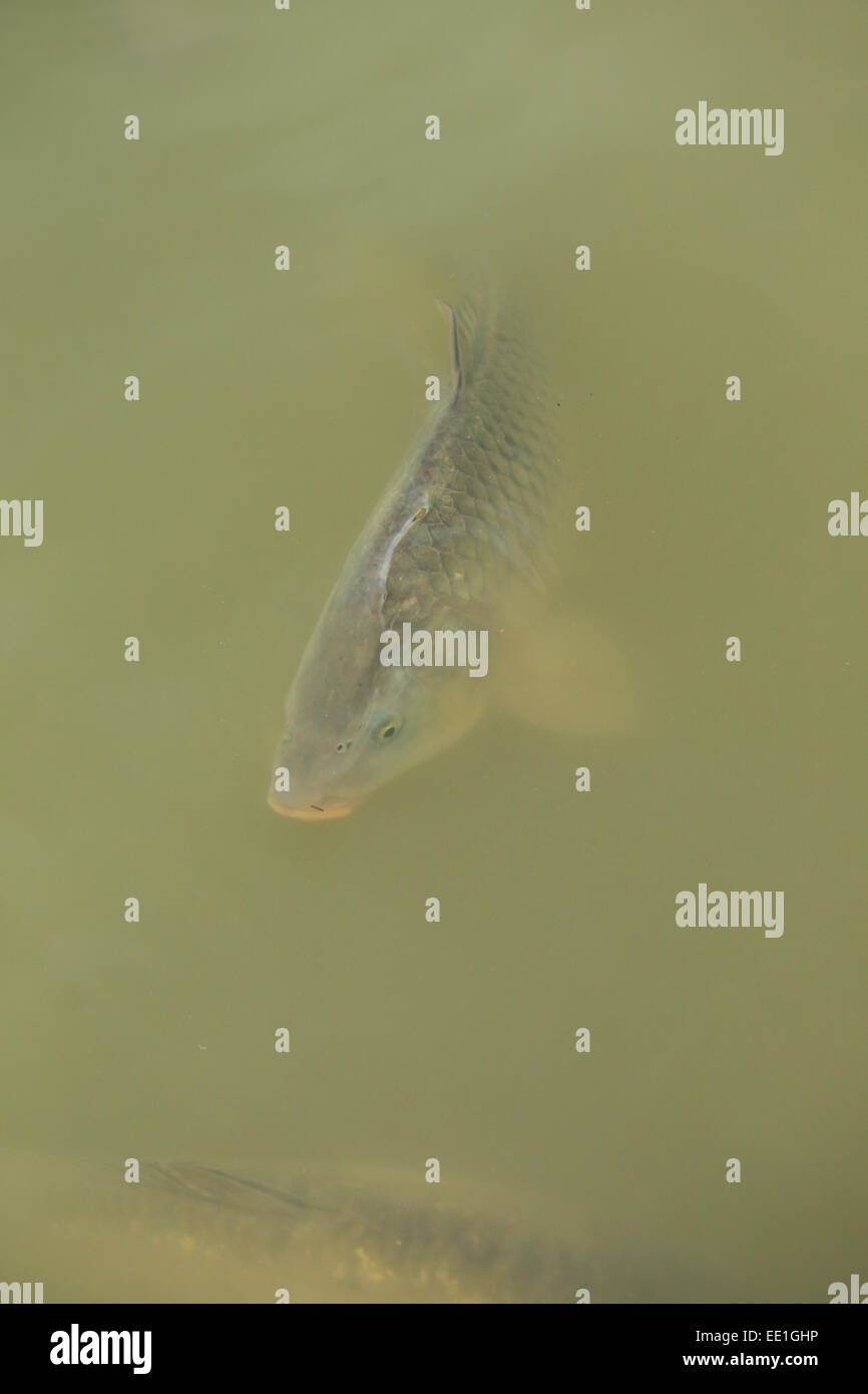 La carpe commune (Cyprinus carpio) natation adultes, près de la surface de l'eau, Normandie, France, Août Banque D'Images