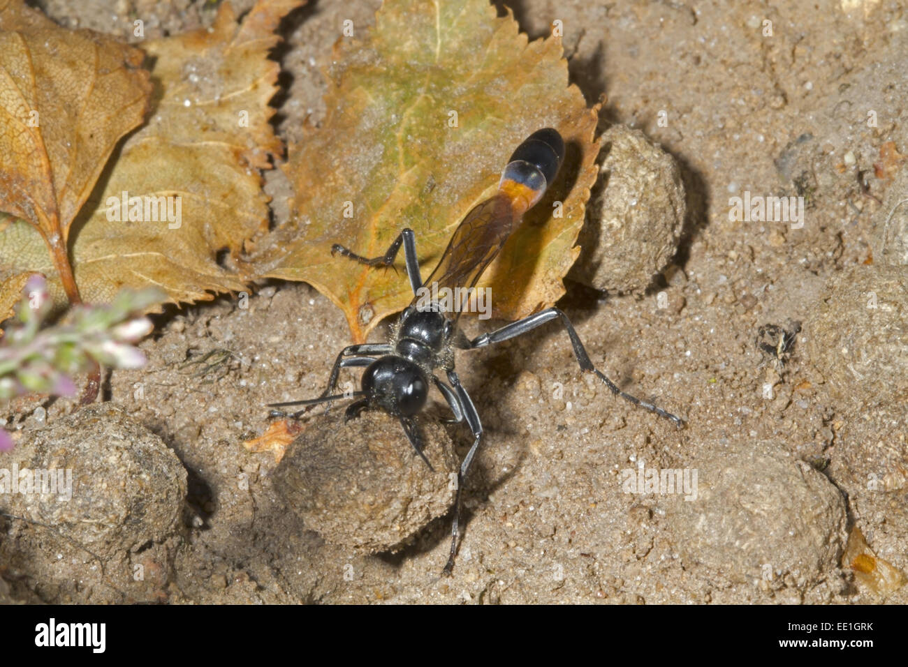 Sable commun Wasp (Ammophila sabulosa) femelle adulte, avec Lapin Européen (Oryctolagus cuniculus) abandonner l'une tenue à mandibules, utilisé comme "outil" pour toucher le sol vers le bas sur nesthole, Norfolk, Angleterre, juillet Banque D'Images