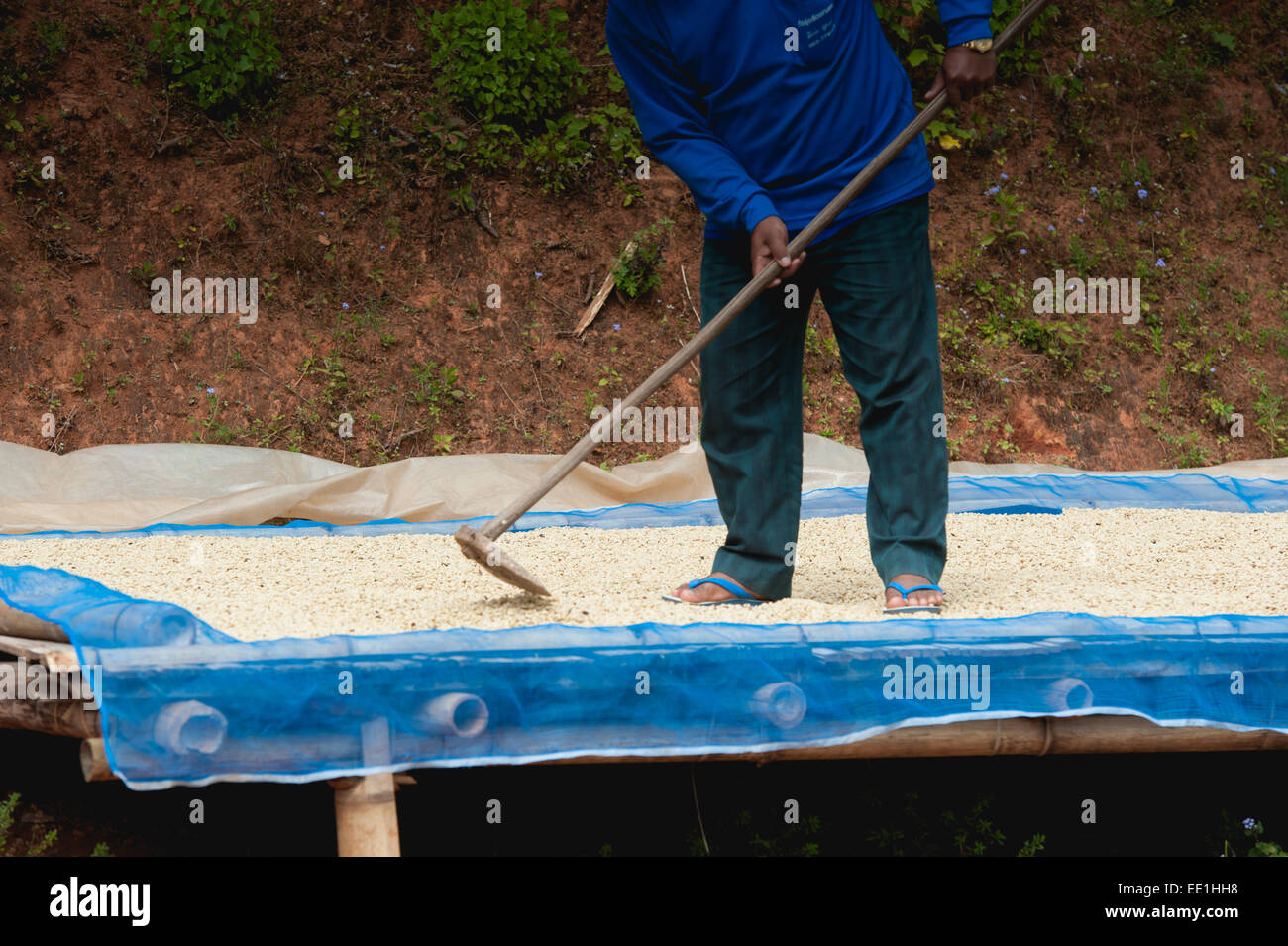 Producteur de café grains de café séchage à plantation sur mountrain Hi Pha, Chiangrai Thaïlande Banque D'Images Producteur de café grains de café séchage à plantation sur mountrain Hi Pha, Chiangrai Thaïlande Banque D'Images