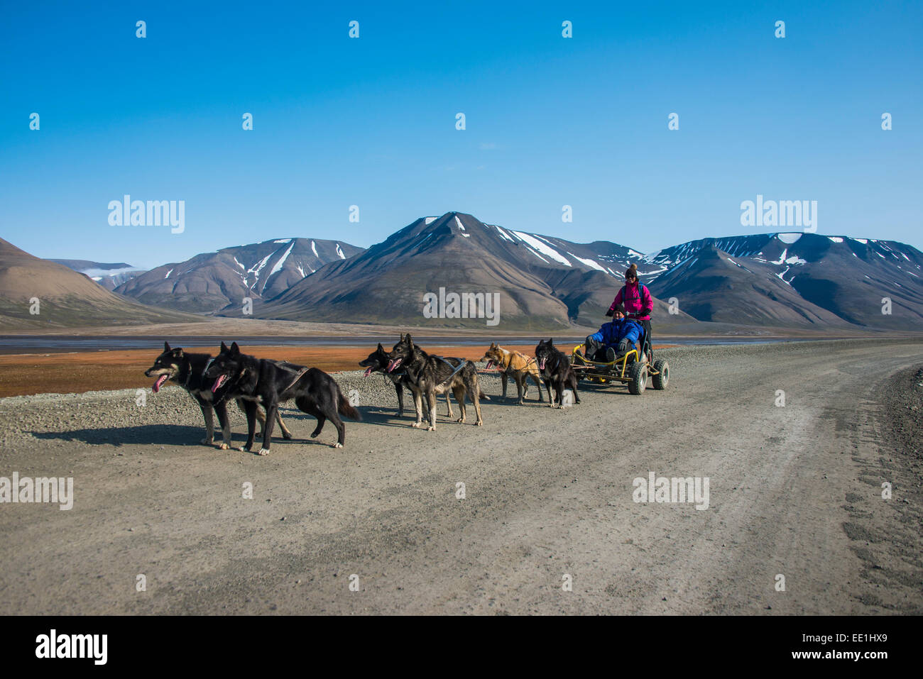 Traîneau à chiens husky sur roues, Svalbard, Longyearbyen, Norway, Scandinavia, Europe Banque D'Images